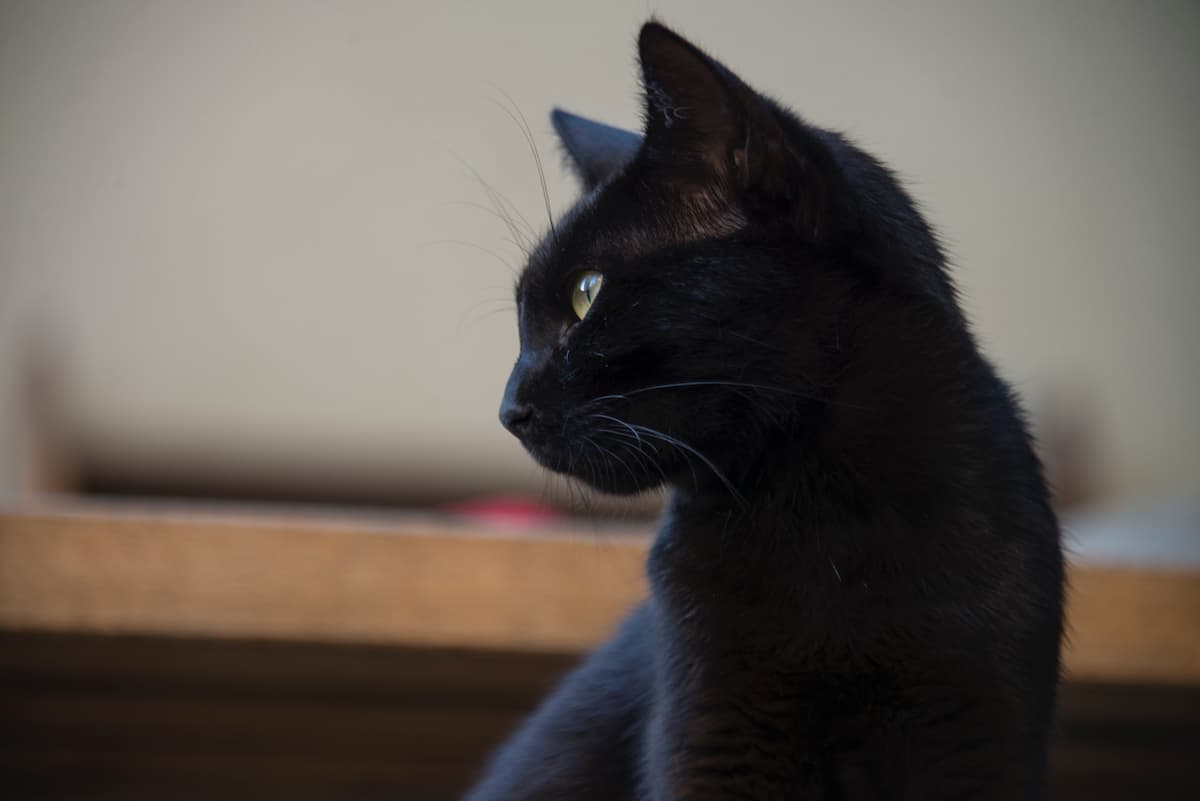 What Does A Black Cat Symbolize In Christianity