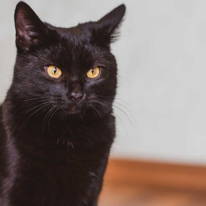 Why Are Black Cats So Vocal – 4 Interesting Reasons Revealed! – FAQcats.com