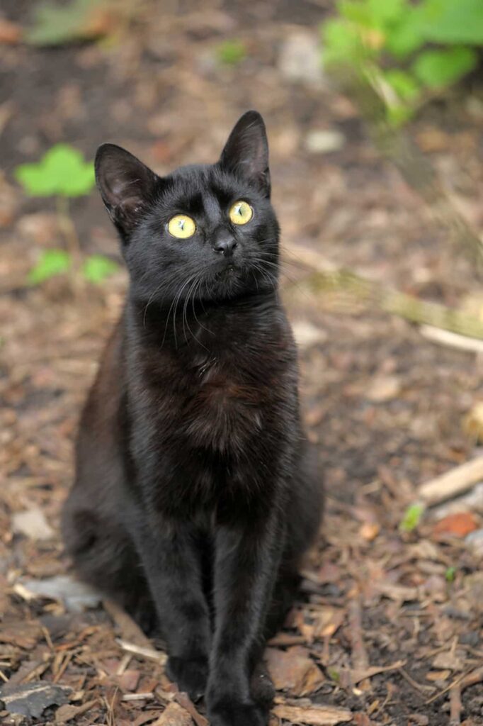 Why Are Black Cats So Vocal – 4 Interesting Reasons Revealed! – FAQcats.com