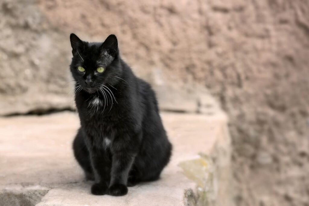 Why Do Black Cats Shed So Much Understanding Fur Loss