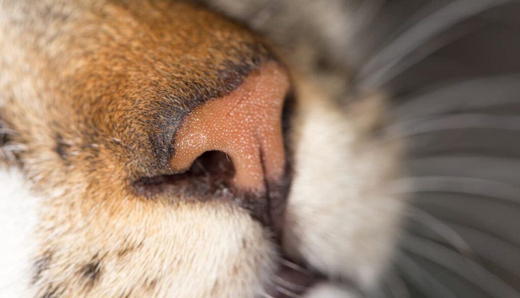 cat nostrils closeup