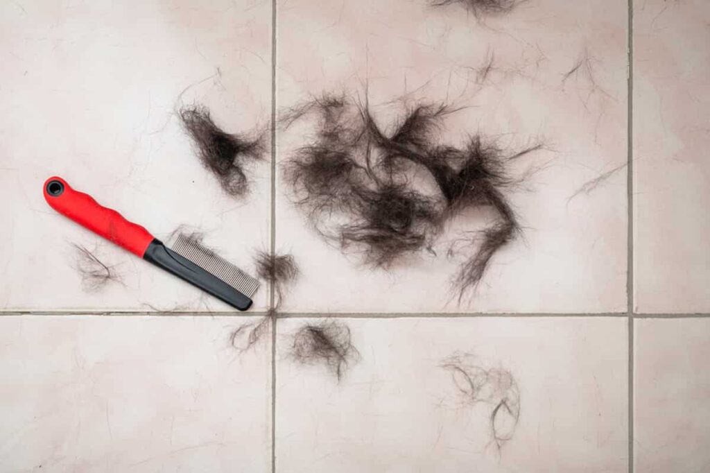 Why Do Black Cats Shed So Much Understanding Fur Loss