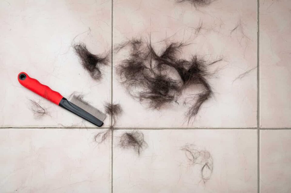 Why Do Black Cats Shed So Much Understanding Fur Loss