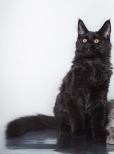 Black Maine Coon Cats – Photos, Personality, Color, & Facts! – FAQcats.com