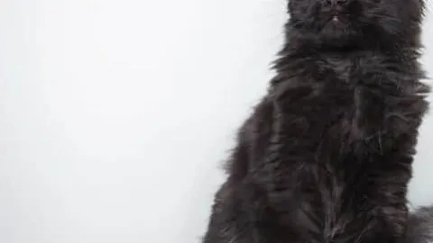 Black Maine Coon Cats – Photos, Personality, Color, & Facts!