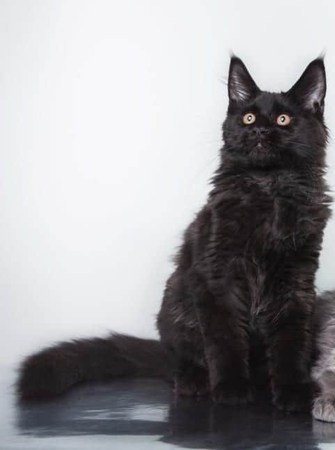 Black Maine Coon Cats Photos Personality Color Facts Faqcats Com