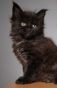 Black Maine Coon Cats Photos Personality Color Facts Faqcats Com