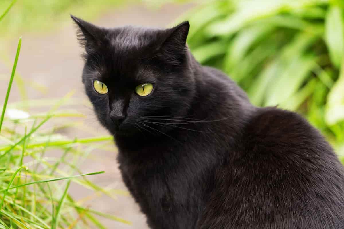 What Breed Of Cat Is Pure Black – Identifying Breeds With The Darkest ...