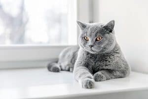 british shorthair coat