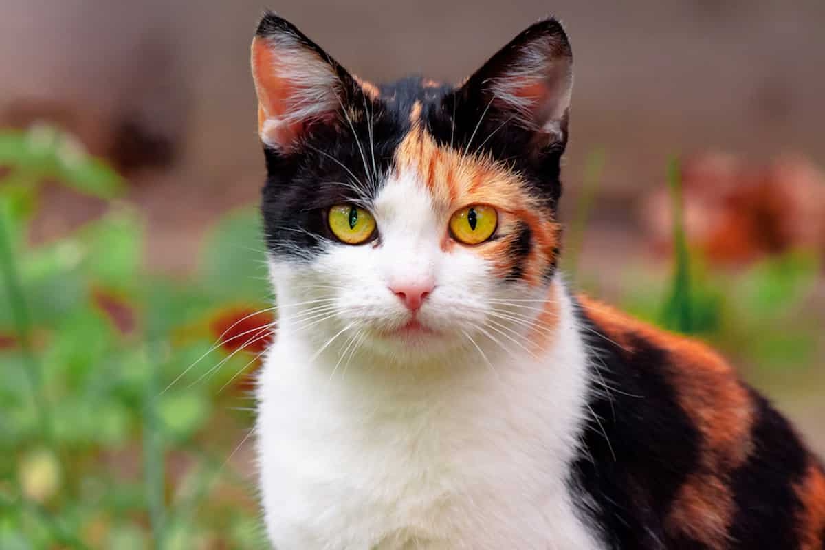 Calico Cats