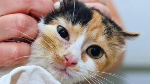 How Long can a Calico Cat Live – Life Expectancy