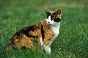 calico cat