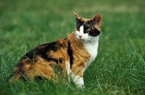 How Much Do Calico Cats Cost – Prices & Considerations – Faqcats.Com