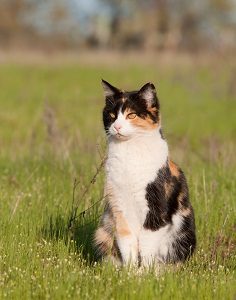 calico cat