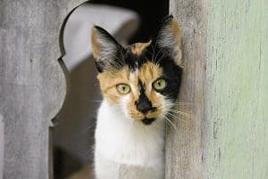 Can Calico Cats Have Stripes The Definitive Answer Faqcats Com