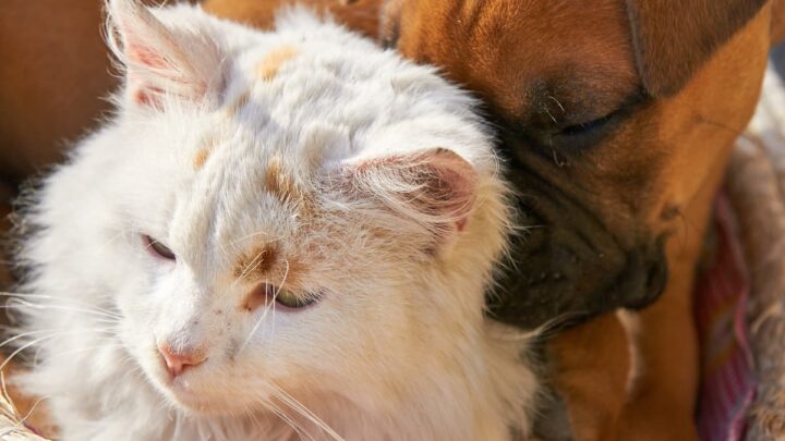 Can Cats And Dogs Get Each Other Sick – Here’s The Facts!  