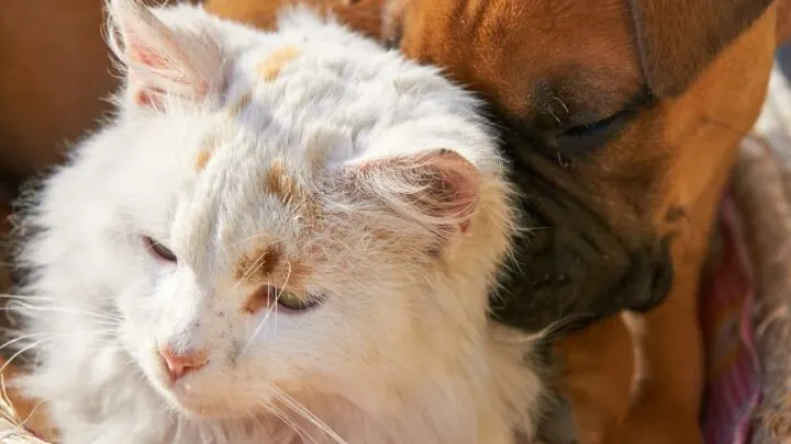 Can Cats And Dogs Get Each Other Sick &ndash; Here&rsquo;s The Facts! &nbsp;