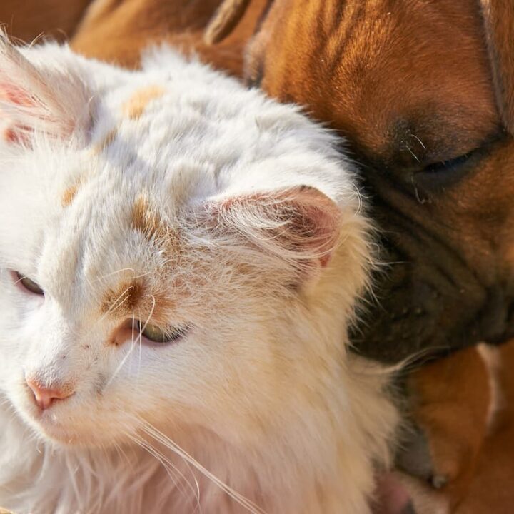 Can Cats And Dogs Get Each Other Sick Here’s The Facts!