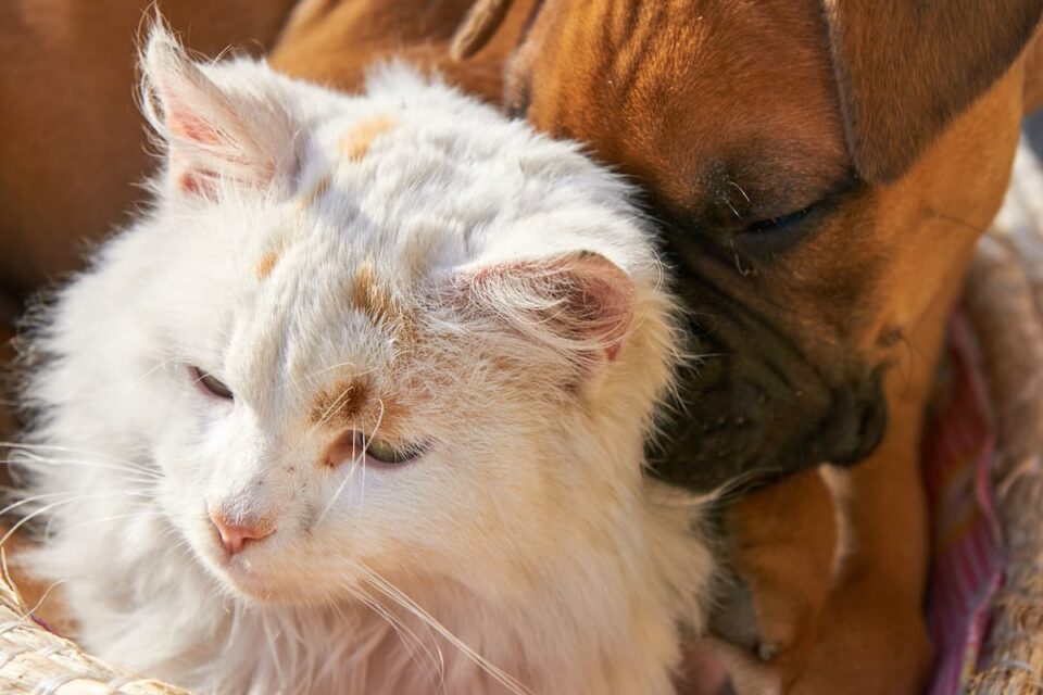 Can Cats And Dogs Get Each Other Sick Here’s The Facts!