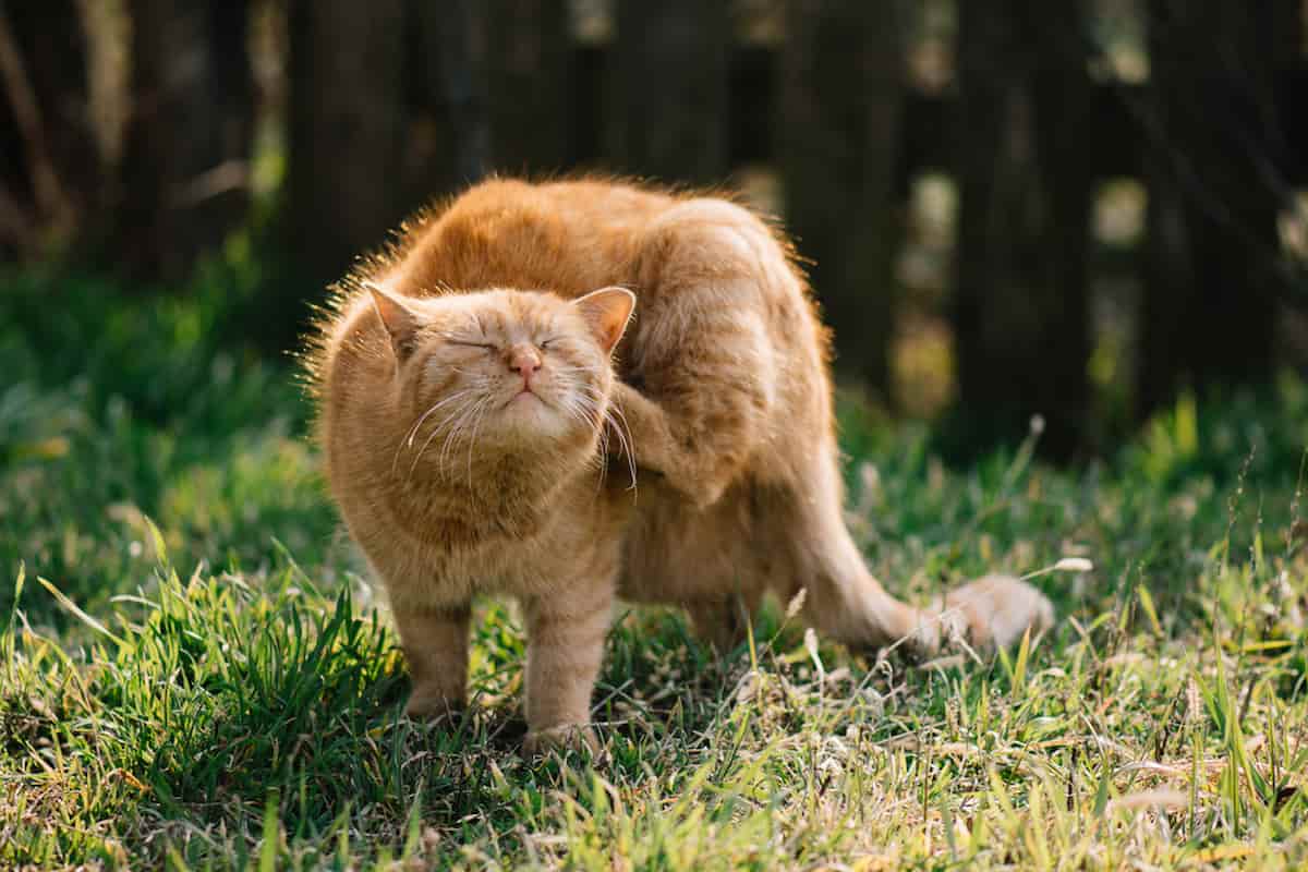Curious Felines Can Cats Accidentally Scratch Themselves?