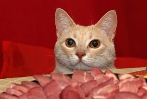 Can Cats Eat Beef Jerky- Is It Safe?