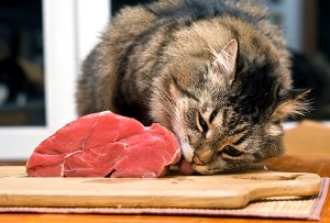 Cats deals eat beef