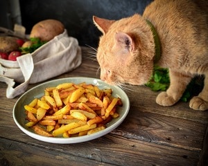 Can Cat Eat French Fries? 