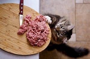 Cat raw clearance meat