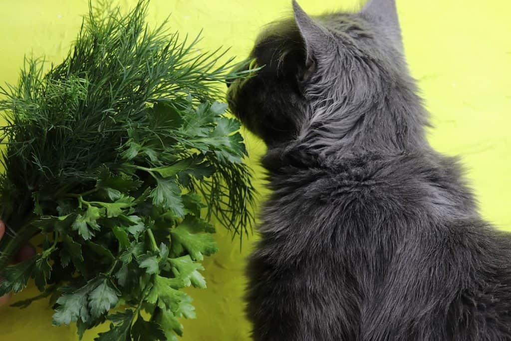 Can Cats Eat Parsley Safety & Important Facts To Know!