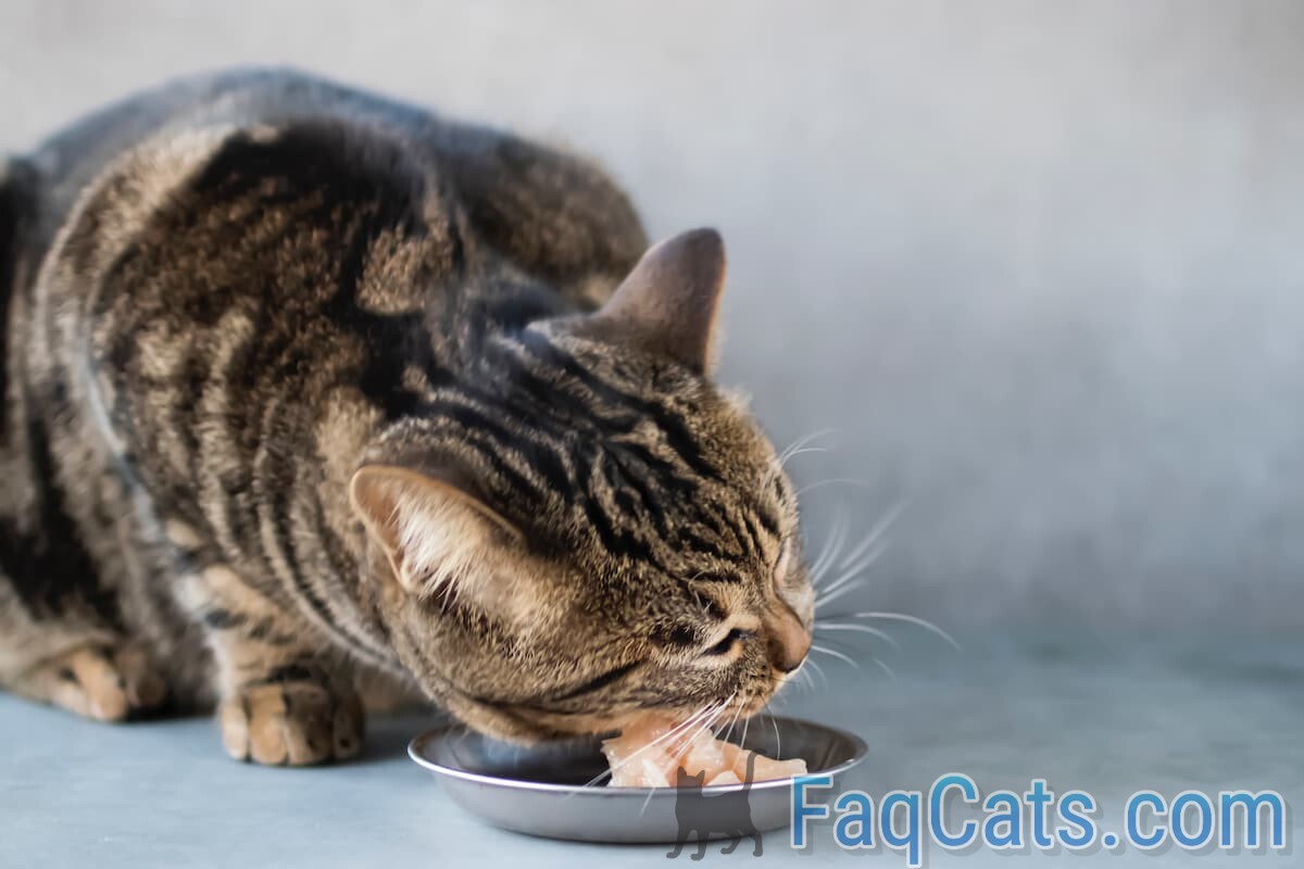 Can Cats Eat Raw Chicken Hearts Safe To Consume?