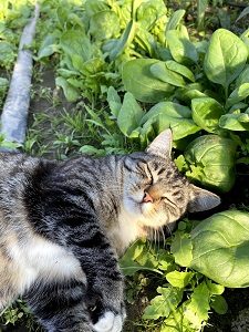 is spinach good for cats