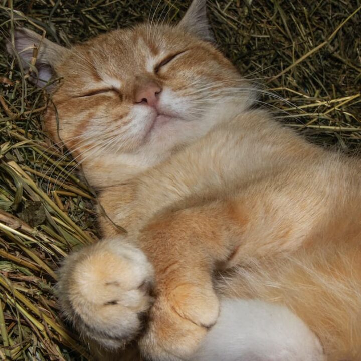 Can Cats Eat Timothy Hay