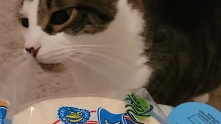 Can Cats Tortillas &ndash; Is It Safe For Felines?