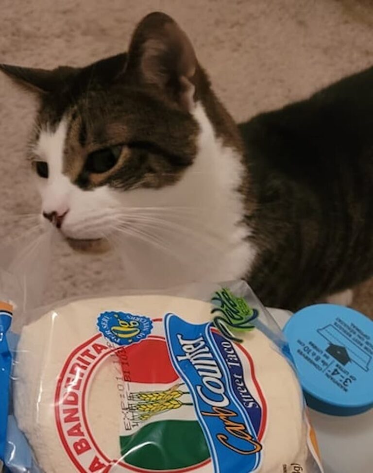 Can Cats Tortillas Is It Safe For Felines?