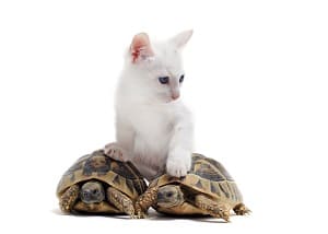 Can Cats Eat Turtles – Protecting Your Pets