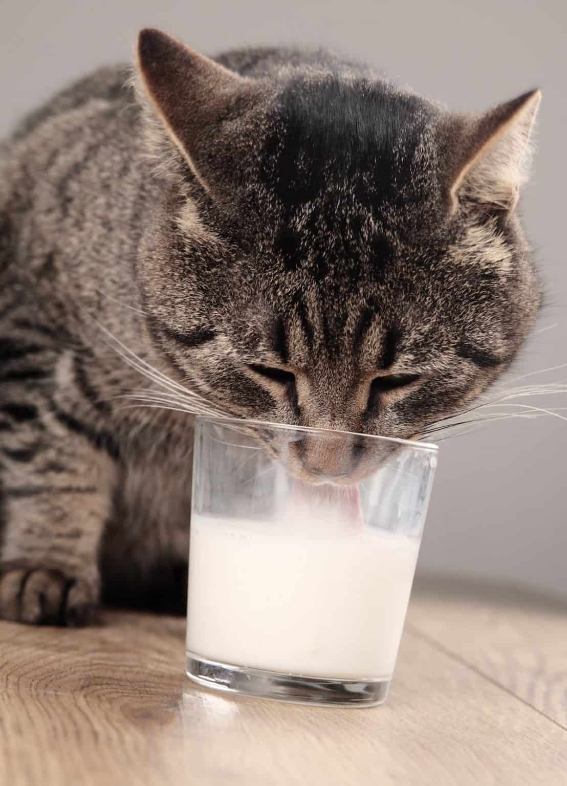 Can Cats Have Evaporated Milk Is It Safe?