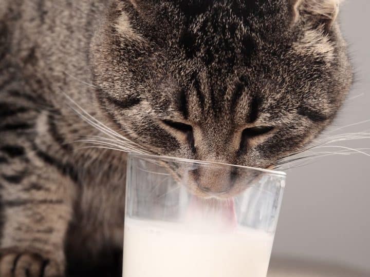does a cat drink milk