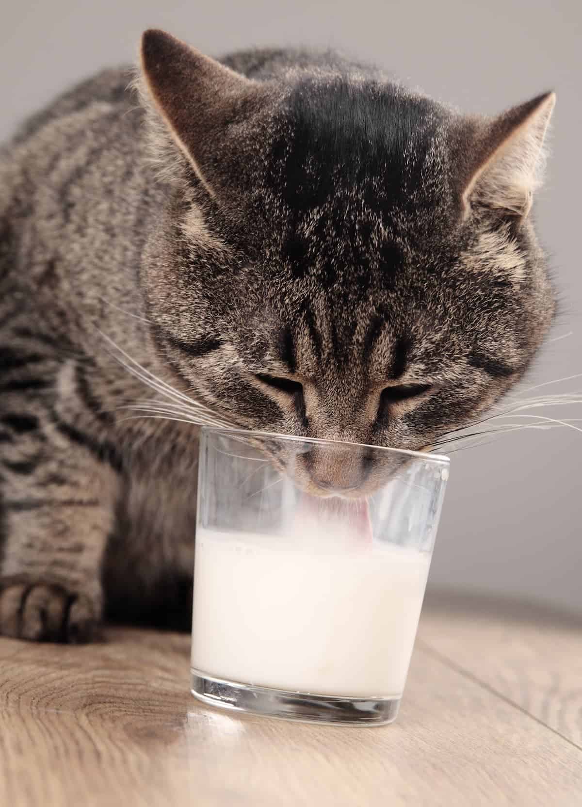 Alternative milk for outlet kittens