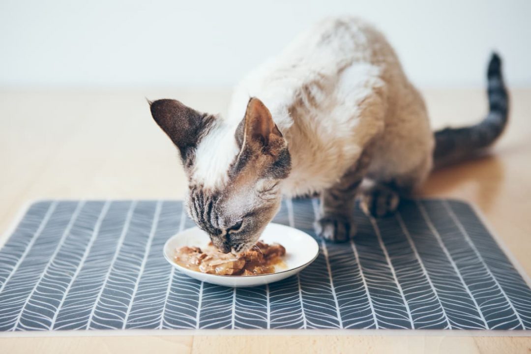 Can Cats Have Gravy Is It Safe To Eat? Best Cat Breeds