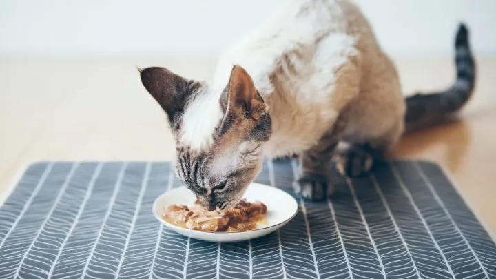 Cat only 2025 eats gravy