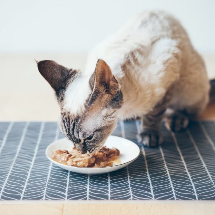 Can Cats Have Gravy – Is It Safe To Eat? – FAQcats.com