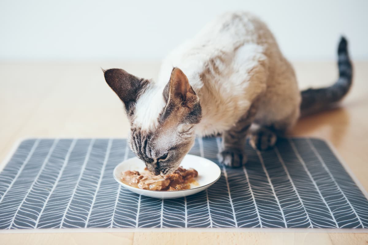 Cat only outlet likes gravy