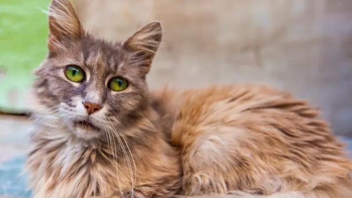 Can Cats Have Soy Sauce &ndash; Everything You Should Know!