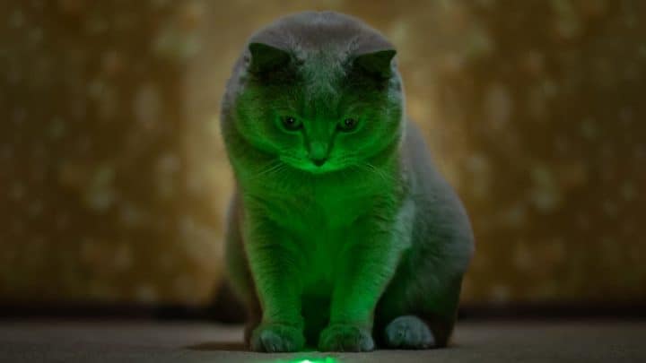Can Cats See Green Lasers – Understanding A Cats Vision