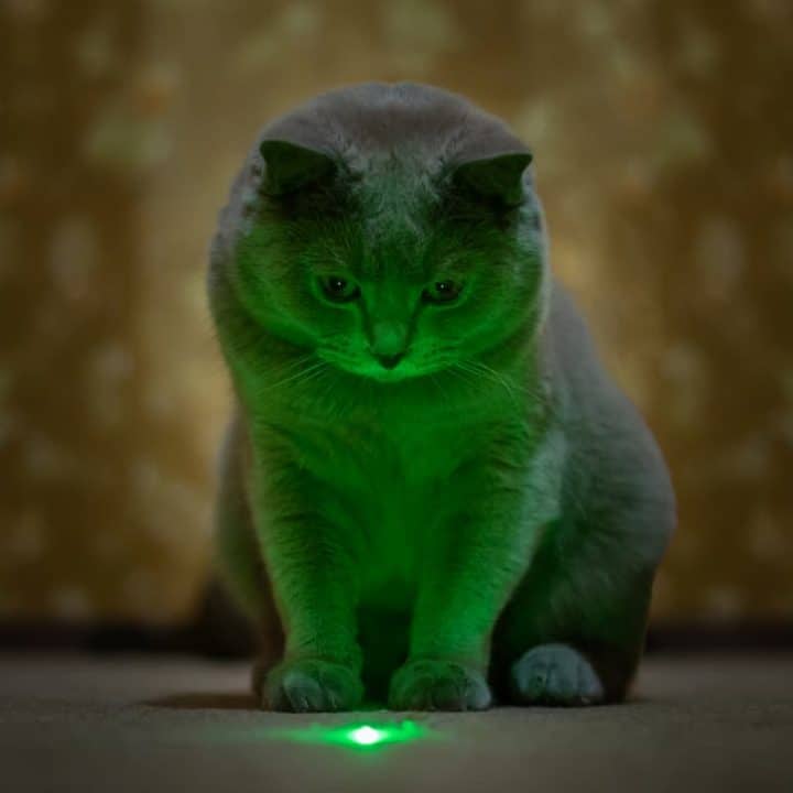 Can Cats See Green Lasers Understanding A Cats Vision