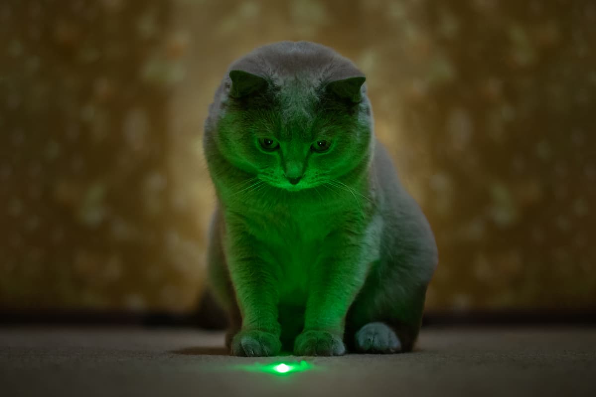 are lasers safe for cats