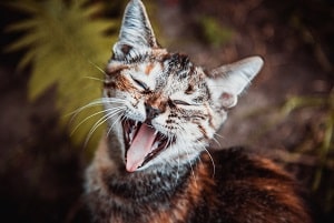 Can Cats Talk – Understanding Meows And Communication
