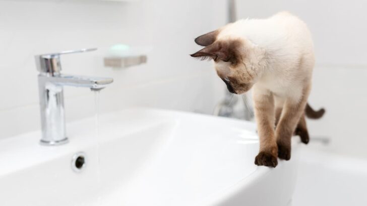 Can You Bathe A Siamese Cat – Essential Tips and Precautions