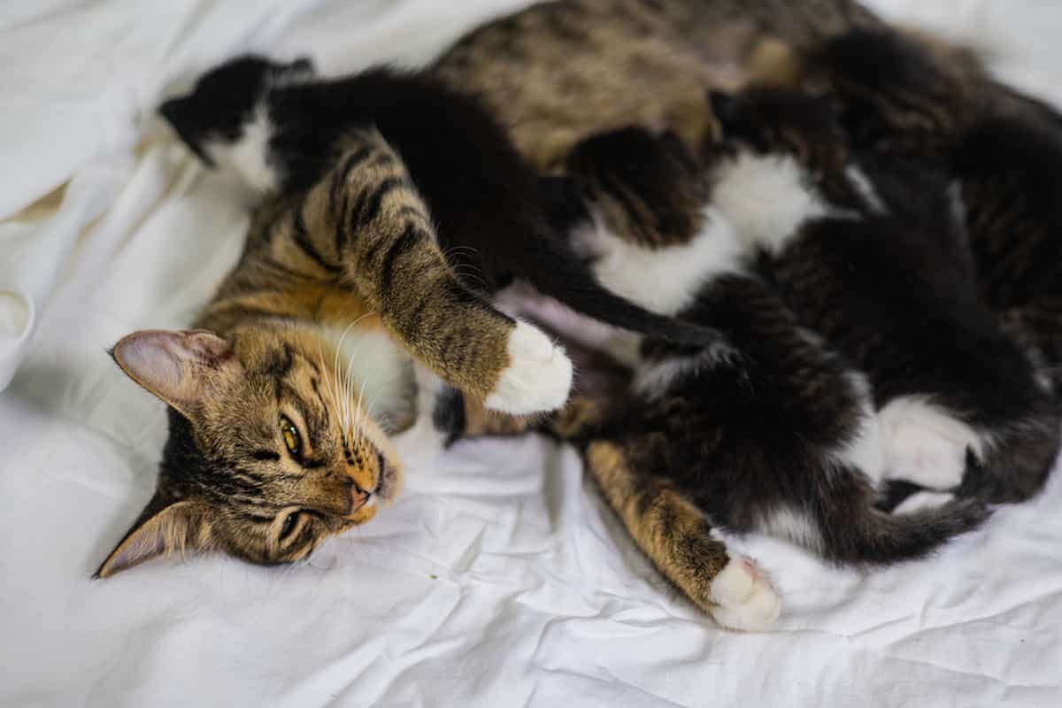 Can Cats Be Bathed After Giving Birth