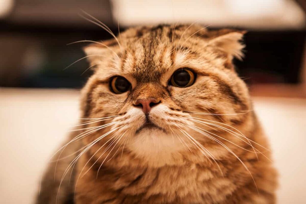 Cat Won’t Leave Dog Alone Tips To Get Them To Coexist Peacefully